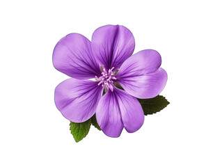 purple flower isolated on transparent background, transparency image, removed background