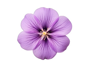 purple flower isolated on transparent background, transparency image, removed background