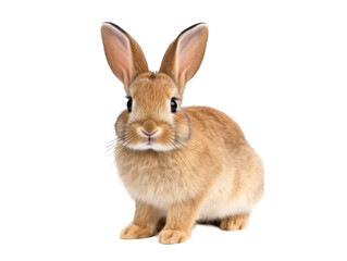 Fototapeta premium rabbit isolated on transparent background, transparency image, removed background