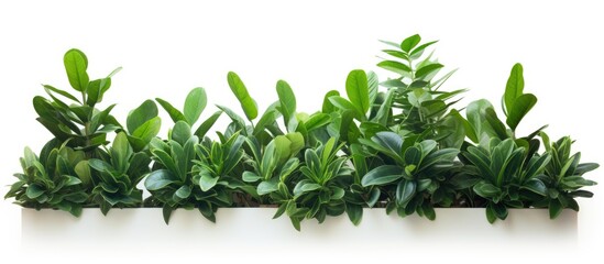 Obraz premium Zamioculcas plant on white background