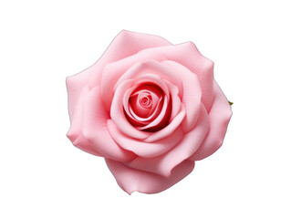 rose isolated on transparent background, transparency image, removed background