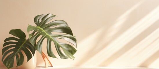 Leaf of the monstera deliciosa plant in sunlight against a beige and white wall Modern interior decor with houseplants