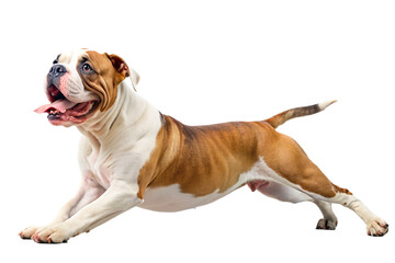 american bulldog dog on a transparent background