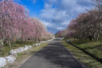 満開のカラフルな枝垂れ梅に囲まれた公園の情景