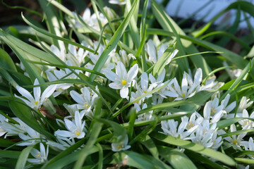Obraz premium Lance-leaved Star-of-Bethlehem (lat.- Ornitogalum lanceolatum)