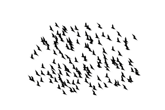 Flock of birds isolated from background
