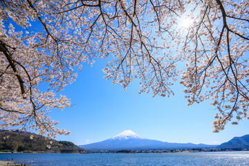 河口湖と桜と富士山　山梨県山中湖村　Lake Kawaguchi, cherry blossoms and Mt. Fuji. Yamanashi Pref, Yamanaka village.