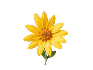 Yellow flower isolated on transparent background, transparency image, removed background