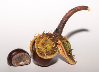 Mature horse chestnut fruits with a peel on a white background.  Aesculus, buckeye.