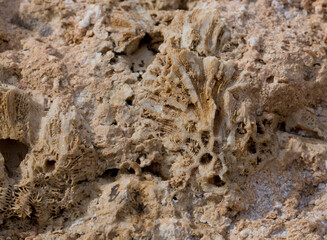 Fossil corals of the Red Sea. Ancient creatures, turned into stone. Reef corals.
