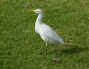 Fototapeta premium Little egret (Egretta garzetta). The white bird hunts fish in the red Sea.