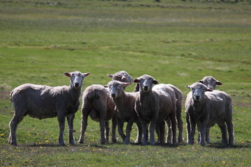 Obraz premium Eye sheep