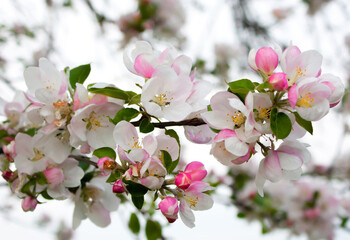 A beautiful full bloom flood of apple tree flowers. Spring flowering fruit tree with a twig with white-pink flowers. Detail, background.