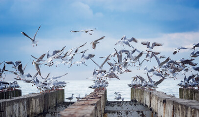 Seagulls fly above the destroyed pier. - 753351325
