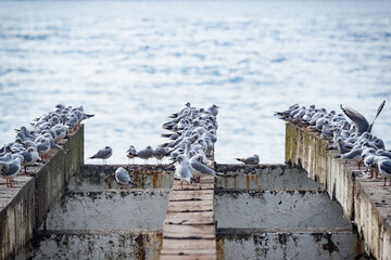 Seagulls flock on the destroyed pier. - 753351326