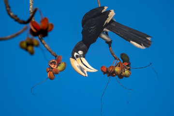 Oriental Pied Hornbill © Worawit