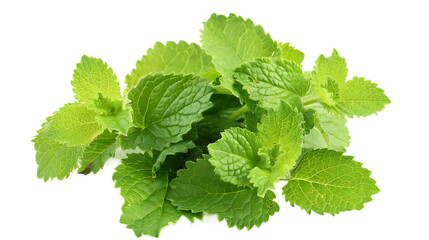 sprig of lemon balm, prized for its calming and mood-enhancing effects