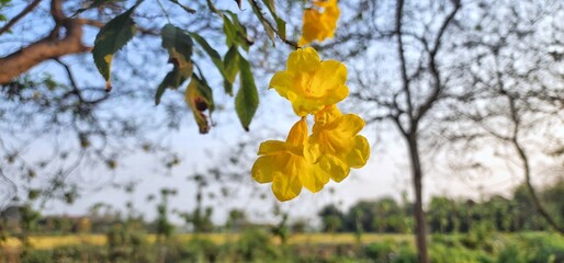Yellow trumpet flower, high angle view blue sky.