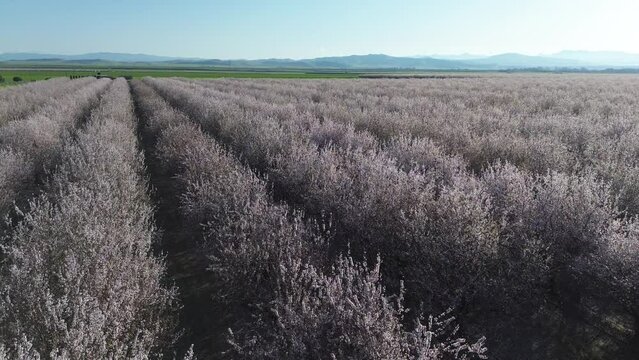 Flight over Almond orchard - Blossom Trail, Fresno, California