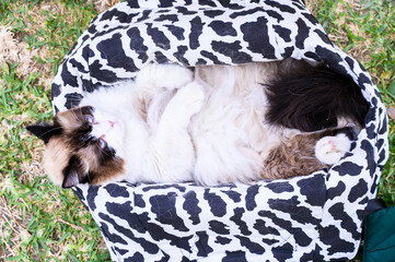 Playful ragdoll cat lounging on spotted pet bed