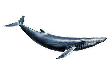 Blue whale, full body, gliding gracefully, isolated on a stark white background, high resolution,...