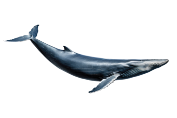 Blue whale, full body, gliding gracefully, isolated on a stark white background, high resolution, stock photograph, emphasizing majestic size, smooth texture, marine mammal in motion
