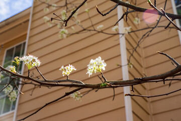 Beautiful pear or Bradford pear tree with showy flowers during spring. But the beautiful flowers are going with horrible smell like ammonia or urine, The trees has fruits, not edible for human. It gi - obrazy, fototapety, plakaty