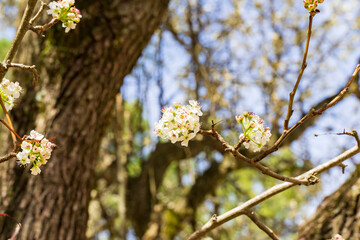 Beautiful pear or Bradford pear tree with showy flowers during spring. But the beautiful flowers are going with horrible smell like ammonia or urine, The trees has fruits, not edible for human. 