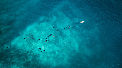 Mantas in Raja Ampat