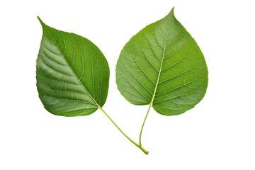 Obraz premium Green leaf, full body, isolated, high-quality stock photo, white background, textural details of the veins and edges evident, soft shadow beneath indicating light source above, natural light