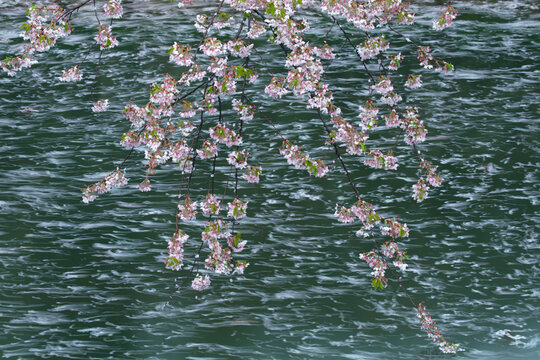 桜と花筏