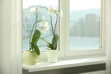 Blooming white orchid flowers in pots on windowsill, space for text