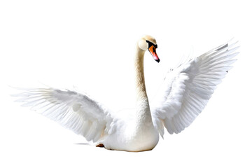 Fototapeta premium Single white swan, isolation on pure white background, captures elegance, intricate detailing of feathers, subtle shadows grounding, stock photography, ultra clear, high key lighting, minimalist