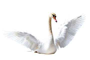 Single white swan, isolation on pure white background, captures elegance, intricate detailing of feathers, subtle shadows grounding, stock photography, ultra clear, high key lighting, minimalist