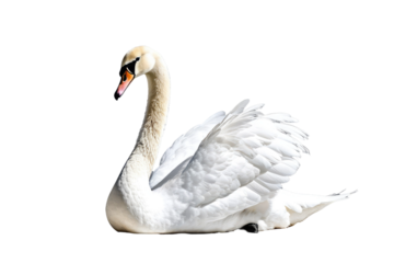 Single white swan, isolation on pure white background, captures elegance, intricate detailing of feathers, subtle shadows grounding, stock photography, ultra clear, high key lighting, minimalist