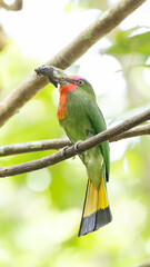 Nickthiornis Amitus in Thailand, which is naturally abundant, clings to tree branches and picks up food to feed the young in the nest.