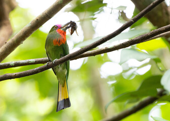 Nickthiornis Amitus in Thailand, which is naturally abundant, clings to tree branches and picks up food to feed the young in the nest.