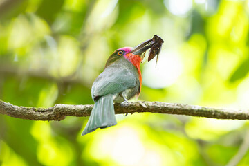 Nickthiornis Amitus in Thailand, which is naturally abundant, clings to tree branches and picks up food to feed the young in the nest.