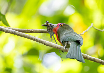 Nickthiornis Amitus in Thailand, which is naturally abundant, clings to tree branches and picks up food to feed the young in the nest.
