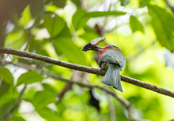 Nickthiornis Amitus in Thailand, which is naturally abundant, clings to tree branches and picks up food to feed the young in the nest.