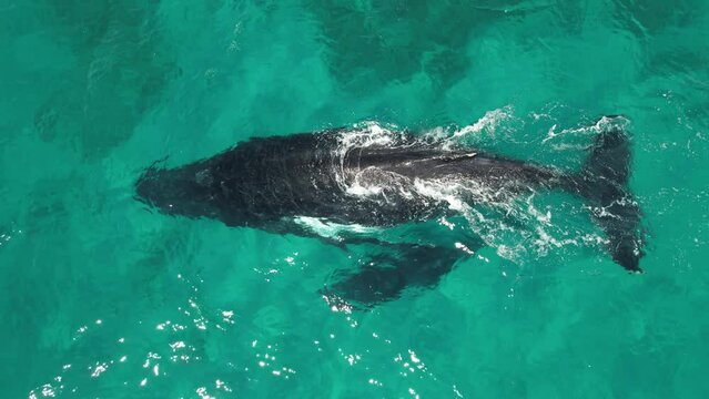 Aerial video of a humpback whale and her calf. Two whales in shallow waters migrating along the western australian coast. Mum and breathing at the surface. Wildlife in Exmouth australia. Close video.