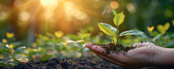 A hand holding a small plant in the dirt. The plant is green and he is a seedling. Concept of growth and nurturing, as the person is taking care of the plant and helping it to grow - obrazy, fototapety, plakaty