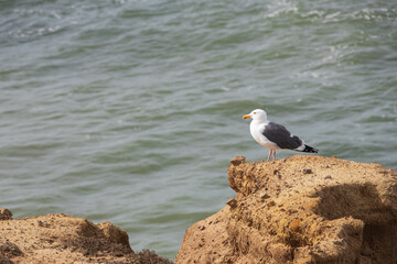 Seagull on a rock overlooking the ocean