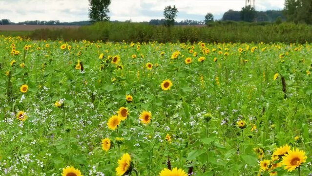 Aerial View of Sunflower Fields in Elkhart with Tracking Shot