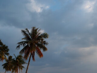 Fototapeta na wymiar Vietnam フーコック島　Phu Quoc Beach ヤシの木