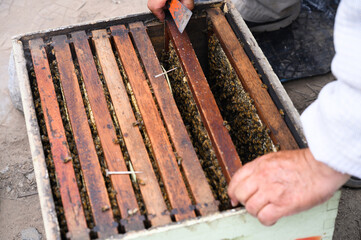 Close-up of a beekeeper's hands as they inspect frames in a beehive