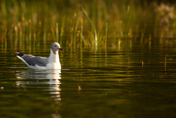 A seagull is swimming in a pond
