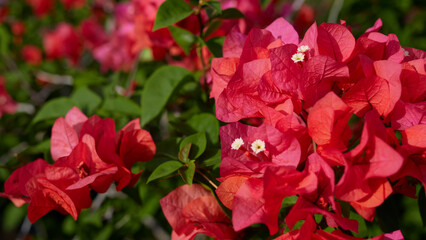 Bougainvillea, red, blurred background
