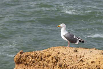 Seagull on a rock overlooking the ocean