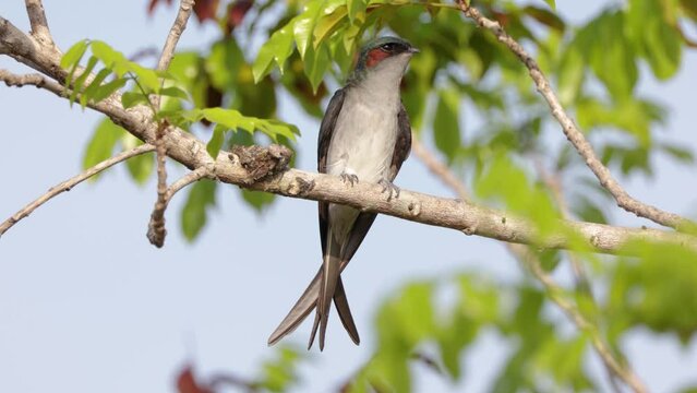 Nature wildlife image of Grey-rumped Treeswift perching on tree branch